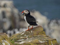 puffin 5.jpg