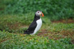 puffin 14.jpg