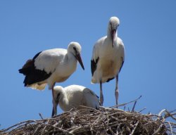 Stork.JPG