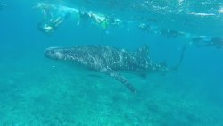 Whale Shark 1.jpg