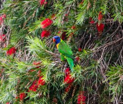 Rainbow Lorikeet (1 of 5).jpg