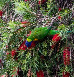 Rainbow Lorikeet (2 of 5).jpg