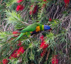 Rainbow Lorikeet (3 of 5).jpg