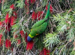 Rainbow Lorikeet (4 of 5).jpg