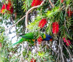 Rainbow Lorikeet (5 of 5).jpg