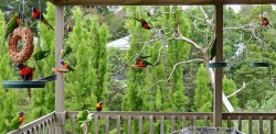 14 Lorikeets.jpg