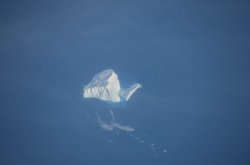 Iceberg.jpg