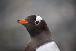 UltimateAntarctica&Patagonia_Voyage3_2020_Photograph_02.jpg