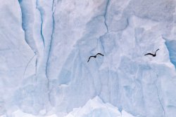 UltimateAntarctica&Patagonia_Voyage3_2020_Photograph_03.jpg