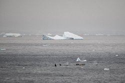 UltimateAntarctica&Patagonia_Voyage3_2020_Photograph_04.jpg