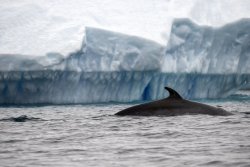 UltimateAntarctica&Patagonia_Voyage3_2020_Photograph_09.jpg