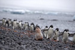 UltimateAntarctica&Patagonia_Voyage3_2020_Photograph_20.jpg