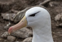 UltimateAntarctica&Patagonia_Voyage3_2020_Photograph_22.jpg