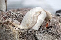 UltimateAntarctica&Patagonia_Voyage3_2020_Photograph_26.jpg