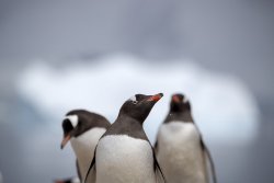 UltimateAntarctica&Patagonia_Voyage3_2020_Photograph_28.jpg