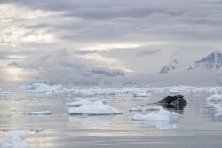 UltimateAntarctica&Patagonia_Voyage3_2020_Photograph_34.jpg