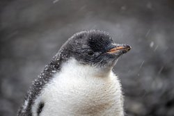 UltimateAntarctica&Patagonia_Voyage3_2020_Photograph_36.jpg