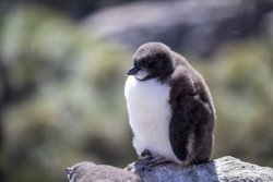 UltimateAntarctica&Patagonia_Voyage3_2020_Photograph_39.jpg