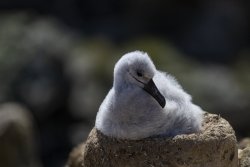 UltimateAntarctica&Patagonia_Voyage3_2020_Photograph_41.jpg