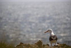 UltimateAntarctica&Patagonia_Voyage3_2020_Photograph_42.jpg