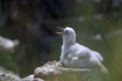 UltimateAntarctica&Patagonia_Voyage3_2020_Photograph_43.jpg