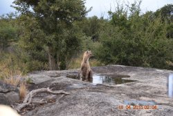 Hyena in Pool.jpg