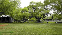 Angel Oak Destrehan.jpg