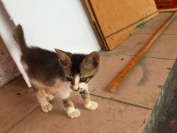 Penang kitten.jpg