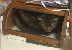 Cat bread box IMG_0413.jpg