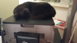 20180408 Kate on printer.jpeg