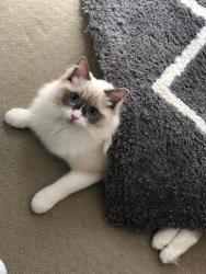 cat in rug.jpg