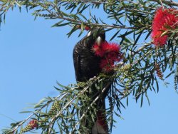 Galah.jpg