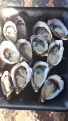 oysters.jpg