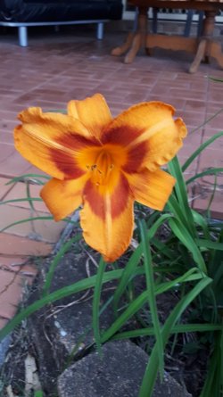 daylily.jpg