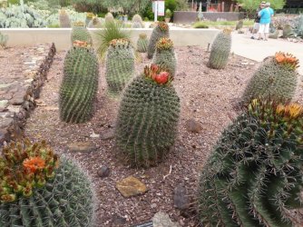 Phoenix desert garden 1.jpg