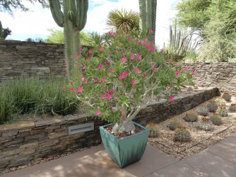 Phoenix desert garden 2.jpg