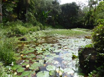 Waimea Botanical Garden HNL3.jpg