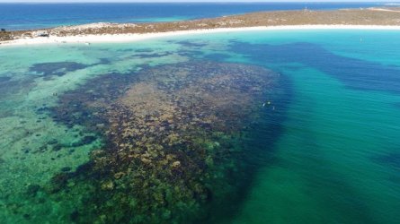 Turtle Bay Snorkle East Wallabi Island-1.jpg