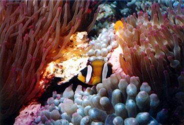 Clown & Anemone.jpg