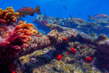 Batavia Wreck Anchors and Canons.jpg