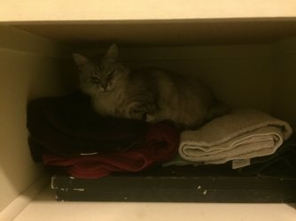 Cat_my towels_IMG_0048.jpeg