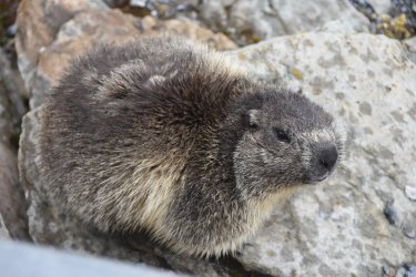 16-83_marmot.jpg