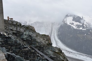 16-32_ibex_gornergletscher.jpg