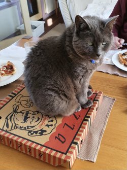 Kate on pizza box.jpeg