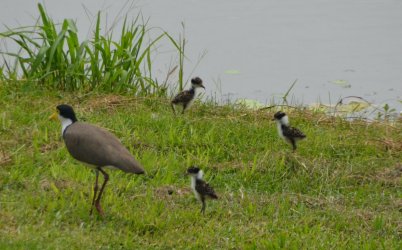 new-plovers (002).jpg