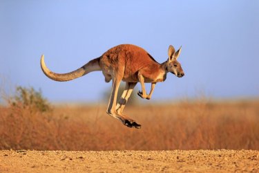 red_kangaroo-24c18ab08dc145f1a798abd4b820390a.jpg