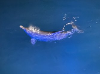 Cruise day 2 dolphins at night (9).JPG