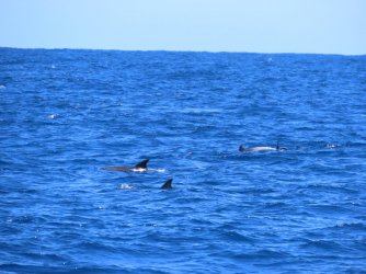 Cruise day 5 whales and dolphins (2).JPG