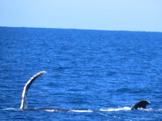 Cruise day 5 whales and dolphins (4).JPG