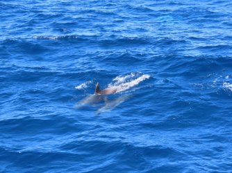 Cruise day 5 whales and dolphins (21).JPG